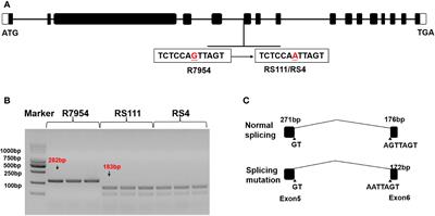 High temperature boosts resistant starch content by altering starch structure and lipid content in rice ssIIIa mutants